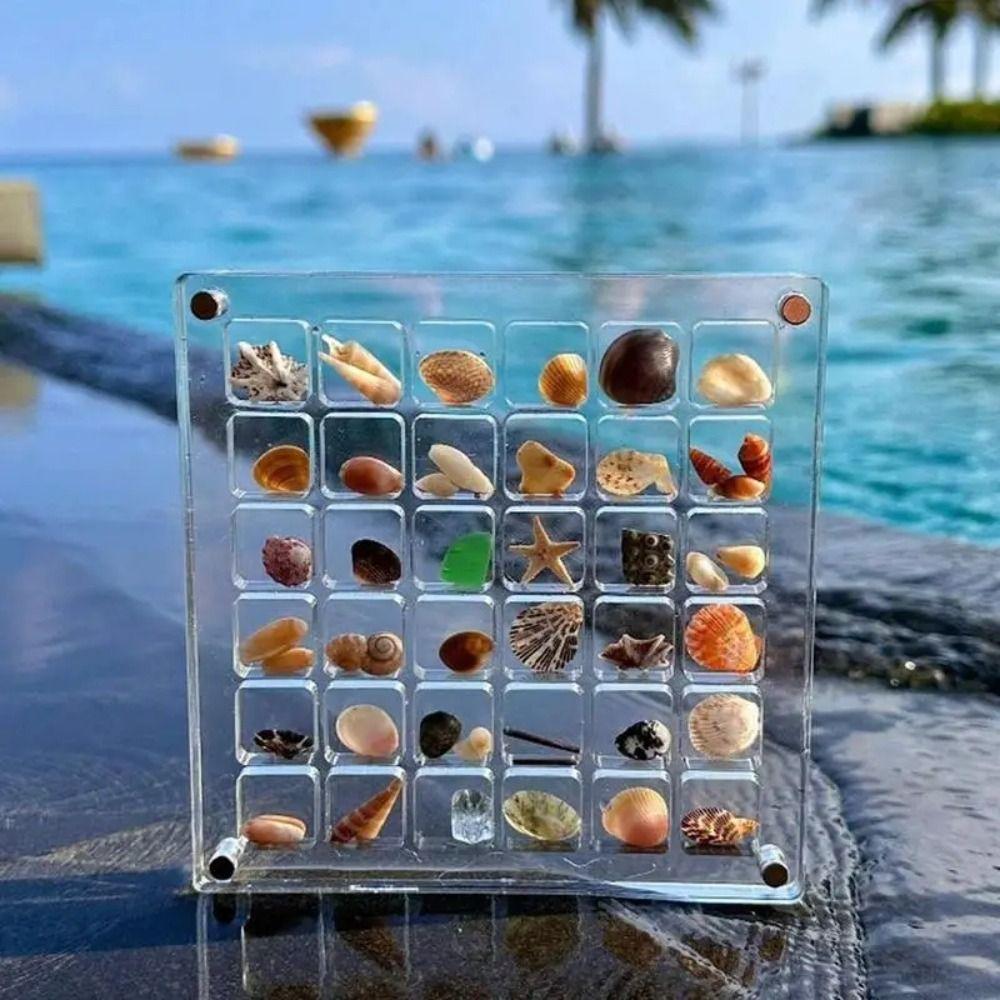 Plastic Magnetic Seashell Display Box Mini Seashell Collection Case New Seashell Storage Box