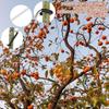 10 ШТ. Резиновые Крючки Распорка для Ветвей Регулируемый Угол Распорка для Ветвей Деревьев Садоводство