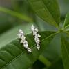 Xiaomi Huitan Simple Stylish Leaf Stud Earrings with Crystal Cubic Zirconia Exquisite Women Ear Piercing Accessories Versatile Jewelry