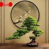 Potted Pine Bonsai for Indoor Living Room - Real Tree Landscape Decoration