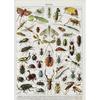 Vintage Classic Wall Art Plants Mushroom Medicine Flower Insect Butterfly Vegetable Pumpkin Carrot Canvas Oil Posters And Prints