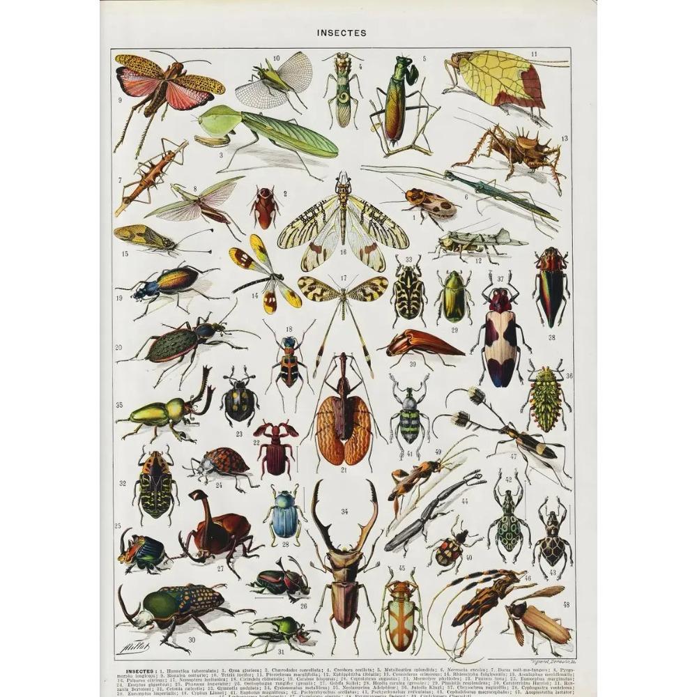 Vintage Classic Wall Art Plants Mushroom Medicine Flower Insect Butterfly Vegetable Pumpkin Carrot Canvas Oil Posters And Prints