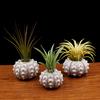 Air Plants Sea Urchin Tabletop Tillandsia Holder Miniature Gardening Decorations