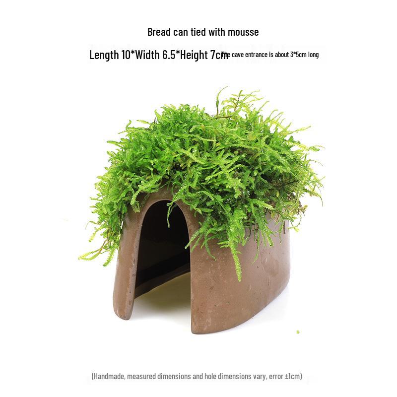 Aquatic Plant Moss Hideaway: Real Plant Jar for Fish & Shrimp