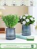 Rosemary and Mint Potted Herb: Edible, Mosquito-Repellent, Easy-Care Indoor Plant for Cooking and Decor.