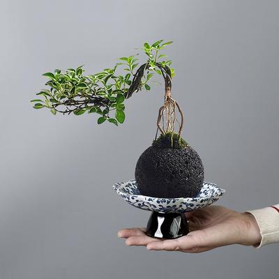 Подставка для мховых шаров Горшок Посуда Непористый Цветочный горшок Керамический Горшок на высокой ножке Ретро Простой Гидропонный Бразильское дерево Специальный для растений