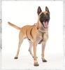 For New Dog Traction Rope Explosion-proof Anti-break Free Polyester Pet Chest Strap F5021 Zhejiang