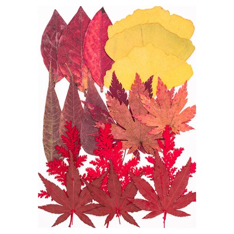 Натуральные сушеные цветы для эпоксидных форм Набор сухих цветов и листьев для искусства, ремесла, изготовления свечей, ювелирных изделий, скрапбукинга