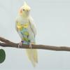 Bird Parrot Diaper With Bowt Flight Suit Nappy Clothes For Budgerigar Lovebird Conure Cockatiel Parakeet Small Medium Large Bird