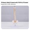 Anatomical Spine Teaching Model Sturdy for Classrooms, Teachers