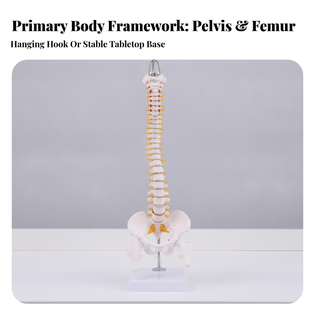 Anatomical Spine Teaching Model Sturdy for Classrooms, Teachers