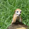 Meerkat Garden Animal Statue Housewarming Gift Funny Meerkat Figurine for Balcony Home Decoration Tabletop Outside Garden Decor