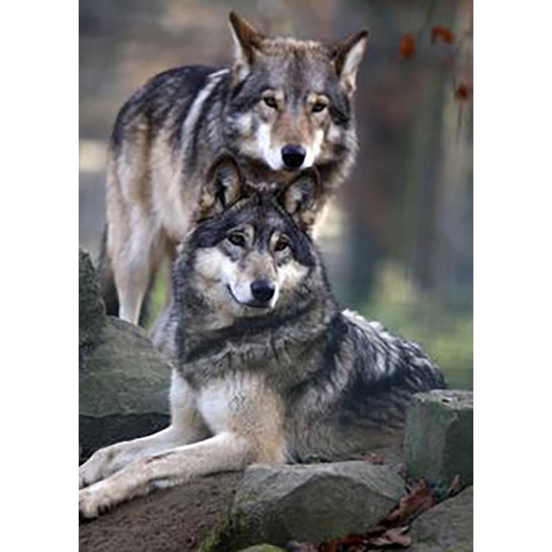 Diy волк 5D алмазная живопись полная круглая дрель смола мультфильм животных Алмазная вышивка набор крестиков домашний декор настенный художественный подарок