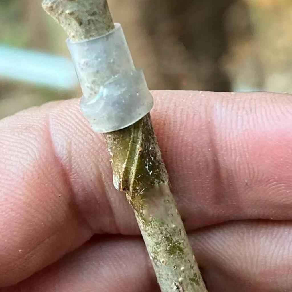 50 шт. Силиконовый рукав для прививки 3-7,5 мм Силиконовый щиток Инструмент для прививки плодовых деревьев Для садовых растений Садоводы Садовый питомник