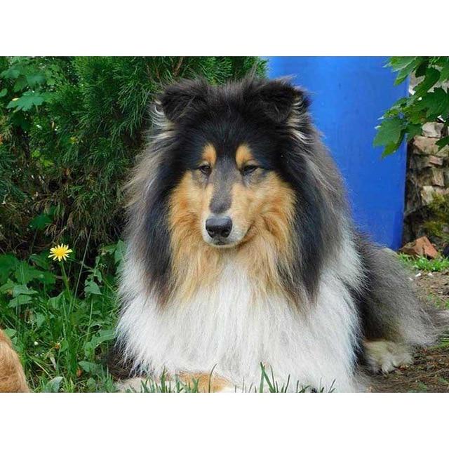 DIY 5D Алмазная картина Собака Вышивка крестиком Алмазная вышивка Продажа Животное Мозаика Стразы Фотографии