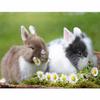 Full 5D Diy Diamond Painting Cartoon Animal Rabbit Embroidery Cross Stitch Home Decor Handmade Gift