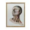 Neck Muscles - Anatomical Poster Neck Muscles - Anatomical Poster, 70X100 Cm, Light Oak Wooden Frame, Matte Paper 230 Gsm