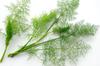 250 Dill Seeds - Aromatic Plant - Vegetable Garden Vegetables - Reproducible Peasant Seeds - SemiSauvage