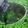 Floating Plant Corral Fish Feeding Ring Separates & Protects Floating Plants Feeding Ring Improve Water Quality Aquarium Filter