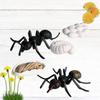 5pcs Ant Lifecycle Phase Classroom Teaching Accessories Learning Toy For Students Teacher SX