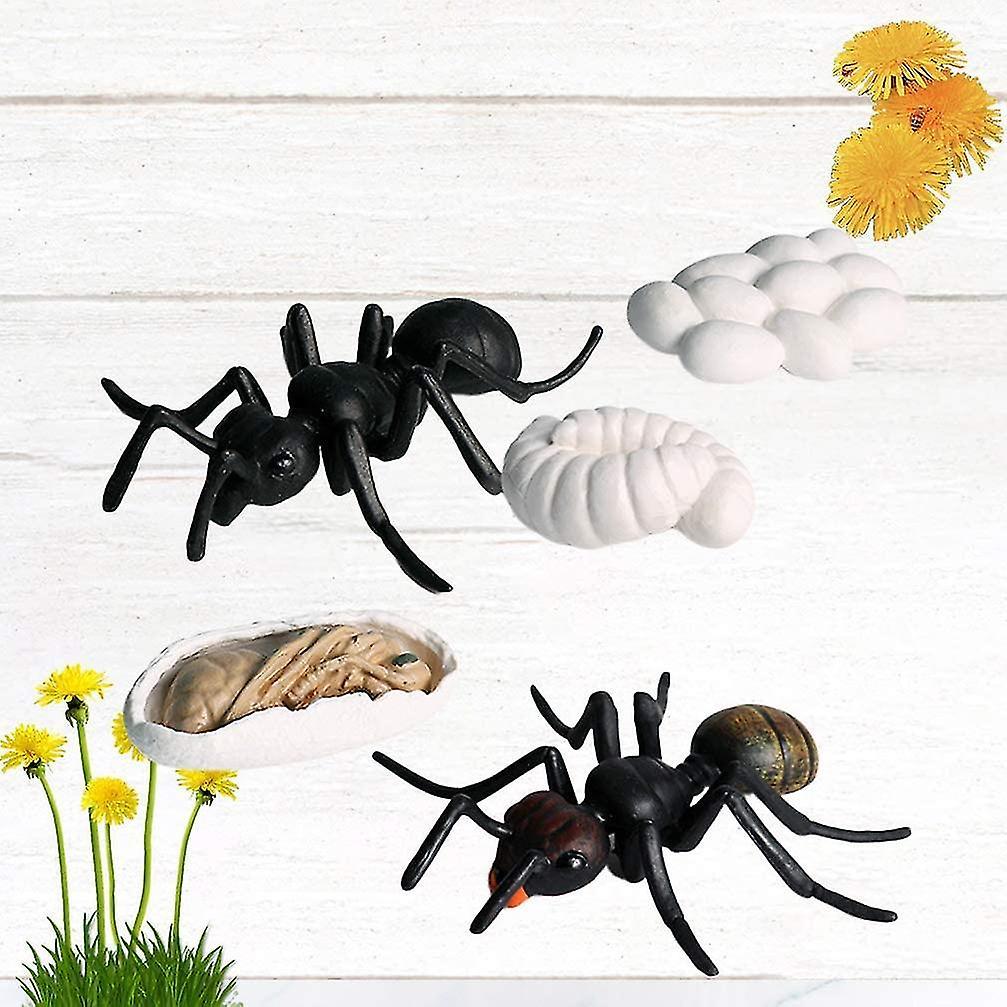 5pcs Ant Lifecycle Phase Classroom Teaching Accessories Learning Toy For Students Teacher SX