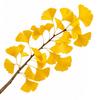 5 Ginkgo Biloba Seeds