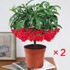 Golden Jade Prosperity Bonsai: Indoor Fruit-Bearing Plant for All Seasons, Easy Care.
