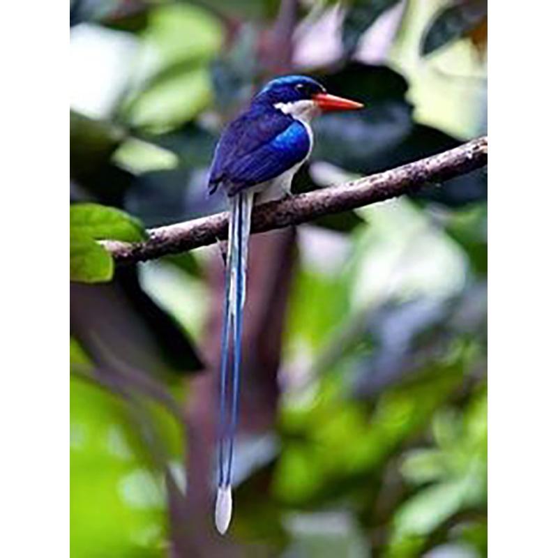 DIY 5D Diamond Painting Full Round Drill Mosaic Kit Birds Diamond Embroidery Cross Stitch Animal Needlework Wall Art Home Decor