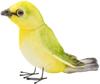 BH7246 HANSA White-eye 13
