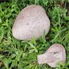 Resin Disguised Rock Key Storage Box Realistic Secure Key Storage Box  Garden Key Storage