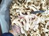 Wild Shangri-La Matsutake Mushroom Slices - Dried Gourmet Delight
