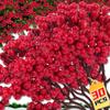 5/30PCS Artificial Berry Branches Christmas Red Fake Holly Berries Bouquet DIY Wreath Xmas Tree New Year Home Party Decoration