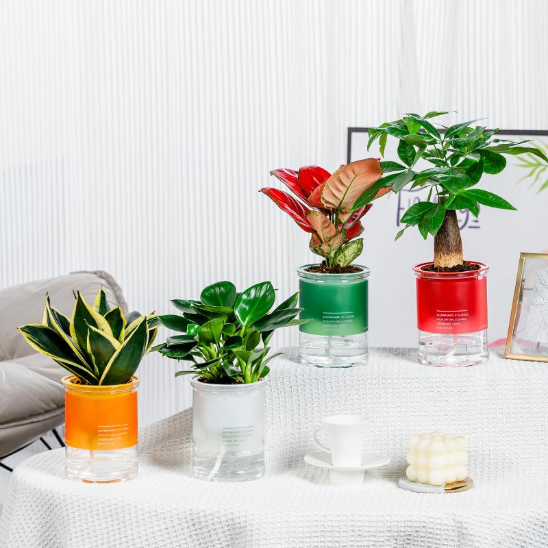 1Pc Self-Watering Flowerpot Automatic Water Absorption Transparent Plastic Pot