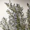 Natural Dried Love-in-a-Mist Flower Bouquets with Grass for Home Décor