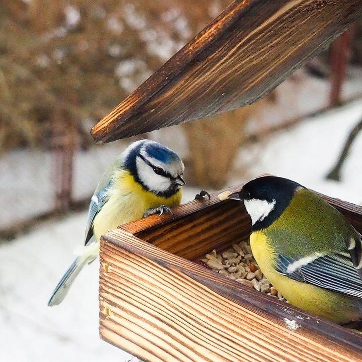 Karmnik Drewniany Domek Dla Ptaków Duży Xxl Wiszący I Na Okno, Balkon