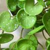 Soft Fake Ivy Leaf Leaves Handmade Mini Bouquet Artificial Copper Coin Grass Plants  Garden