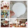 10pcs DIY White Seashells Perfectly For Handcrafting And Painting Activities For Kids And Adults House Decoration