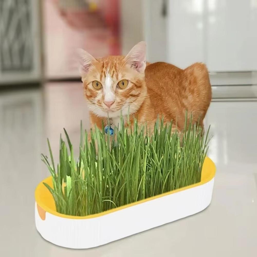 For Easy Growth Hydroponic Soilless Planting Catnip Cat Grass Pot Set Hydroponic Cat Grass Box
