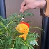 Charming Unique And Wenchang Fish Plush Toy Keychain Adorable Decoration Collectible