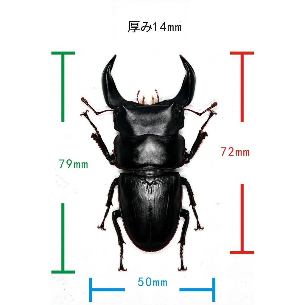 BACALYSO Фигурки жука-оленя Nirvana Hopei, самец и самка, крепление на холодильник, магнитное украшение, реалистичные взрослые особи, иллюстрированный справочник, дикий
