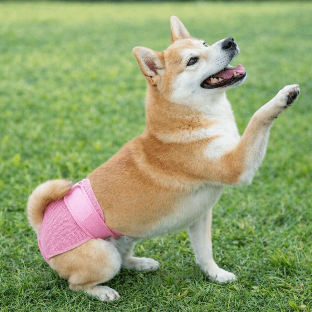 Breathable Mesh Dogs Diaper High-Absorbency Dog Underwear Pet Physiological Pants Anti-Harassment