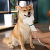 Аэрограф Garrl Pet, расческа-сушилка для волос, низкая интенсивность шума, регулируемая постоянная температура, быстросохнущий ручной, корейский шампунь для домашних животных