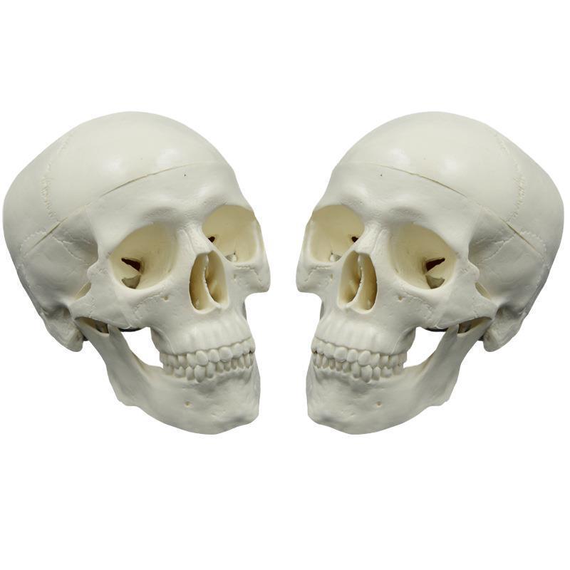 Съемная мини-модель черепа для искусства, рисования и стоматологического обучения
