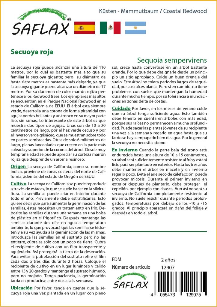 SAFLAX Прибрежное секвойя - 50 семян - Sequoia sempervirens