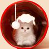 New Cat Tunnel, Ground Rolling, Chinchilla Toy, Koi Cat Scratch Board, Folding Channel, Semi Enclosed Cat Nest