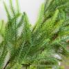 Christmas Norfolk Pine Rattan with Pine Needles & Cypress Vines - Artificial Greenery for Decoration & Landscaping
