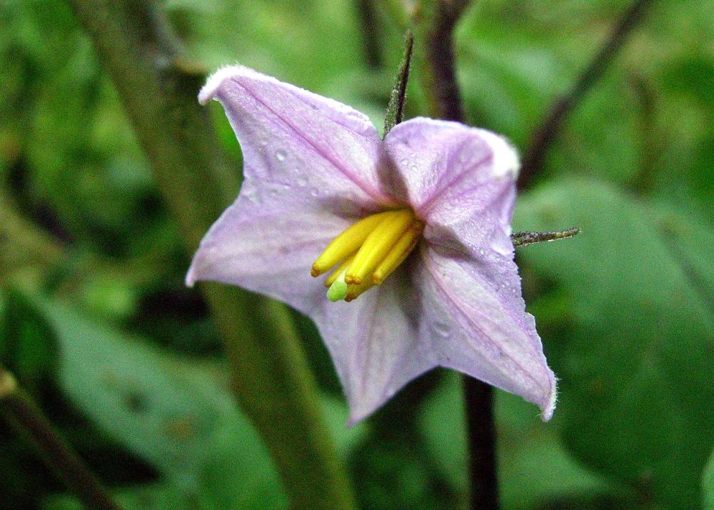 SAFLAX Баклажаны - 20 семян - С горшечным субстратом для лучшего выращивания - Solanum melonga