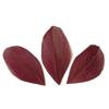 50 Cut Feathers - Bordeaux Red 6 Cm