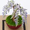 Kawada Paper Nano 360 Bonsai Wisteria PS-15, 0.7 x 12 x 17 cm, Ages 12 and Up, Paper Craft Kit, Miniature Kit, Interior Design, PS-15