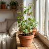 Butterfly Shaped Plant Climbing Trellis Strong Load Bearing Vine Climbing Rack  Potted Plants
